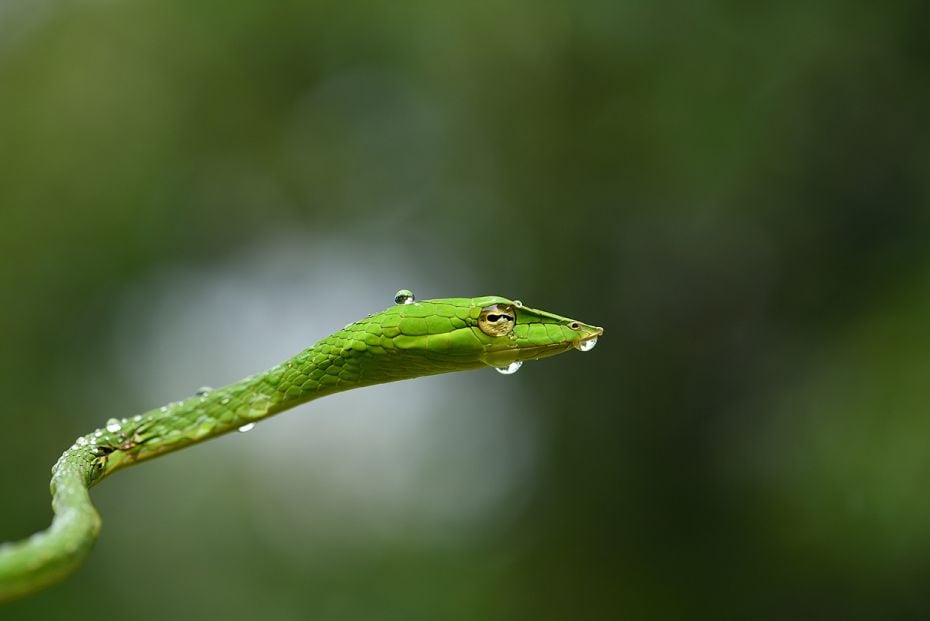 Species: Green Vine Snake
Location: Agumbe, Karnataka
Although quite common on the Western Ghats, 