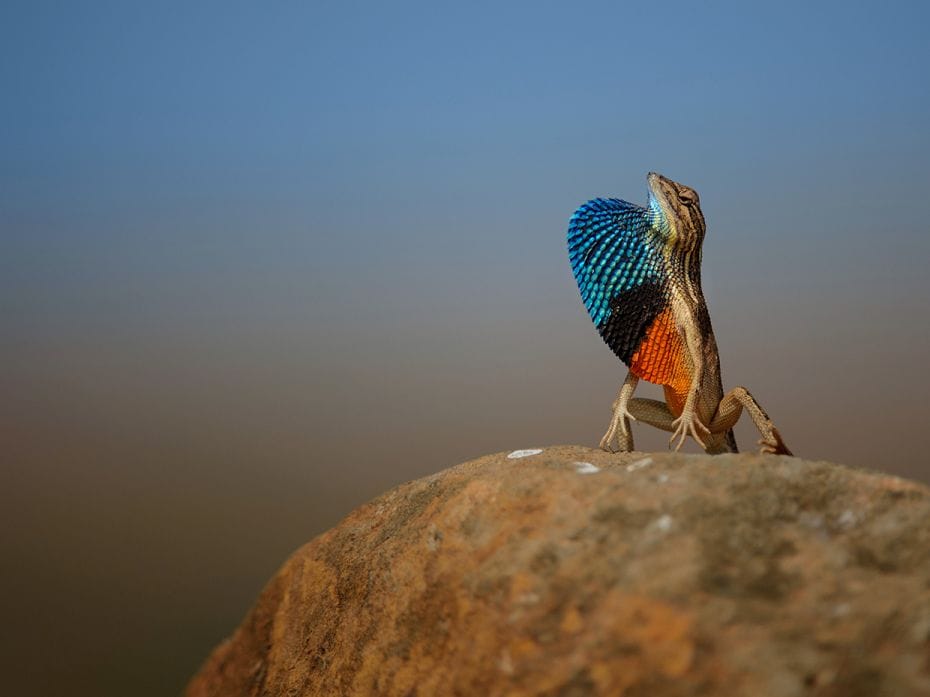 Species: Fan-throated lizard
Location: Kolhapur, Maharashtra
They are small, ground-dwelling lizar