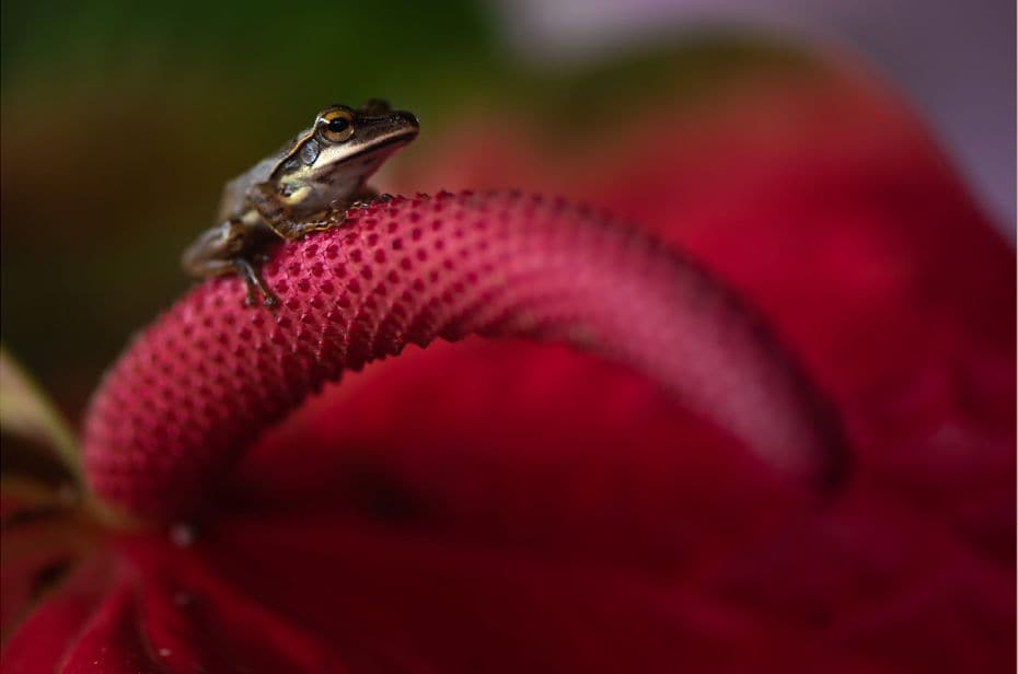 Species: Western tree frog
Location: Agumbe, Karnataka
They dwell in the evergreen rainforests of 