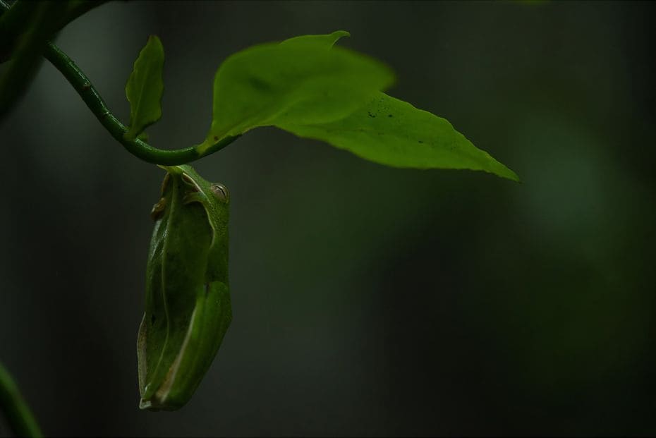 Species: Malabar Gliding frog
Location: Amboli, Maharashtra
Malabar Gliding frogs are a nocturnal 