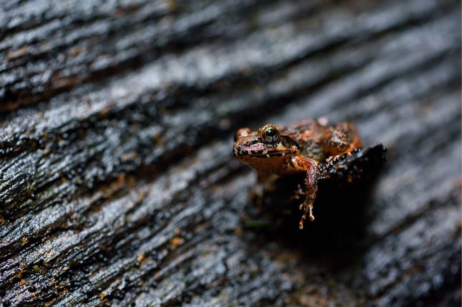 Species: Indirana Sp.
Location: Agumbe, Karnataka
The Indirana species of frog are colorful, and a