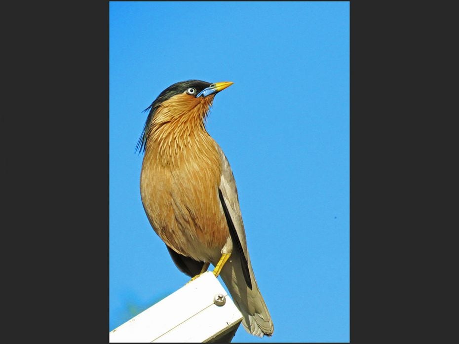 The Brahminy starling's specific name, Pagodarum, is presumably in honour of this species' fondness 