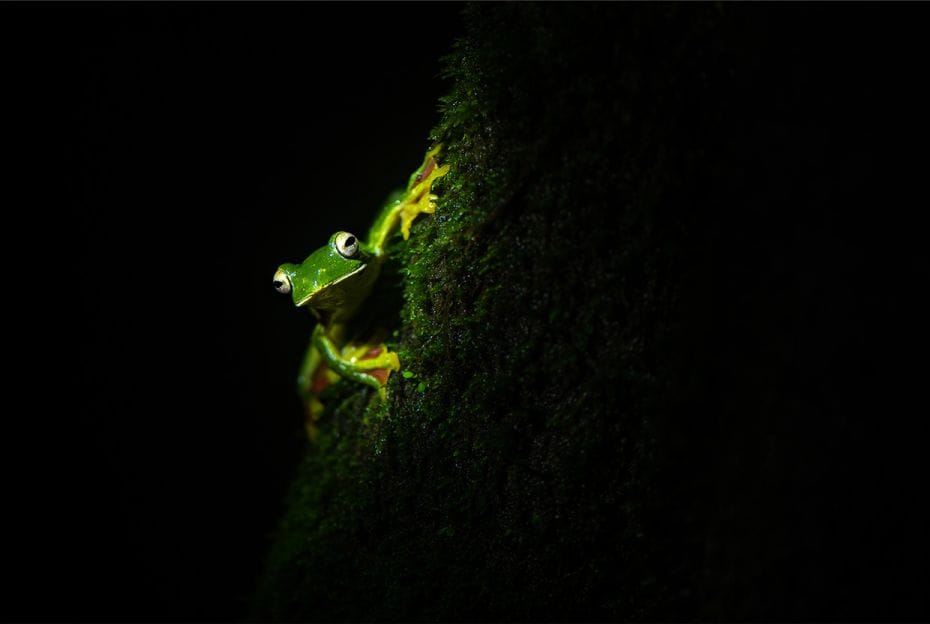 Species: Malabar Gliding frog
Location: Amboli, Maharashtra
The frogs are named so because of thei