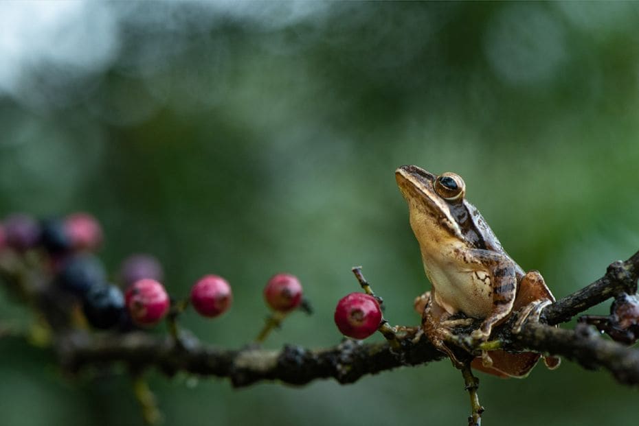 Species: Tree frog
Location: Amboli, Maharashtra
Tree frogs, as their name suggests, dwell on tree