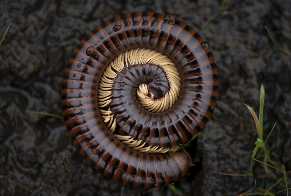 Species: Millipede
Location: Amboli, Maharashtra
When coiled up, the spiral is a perfect represent