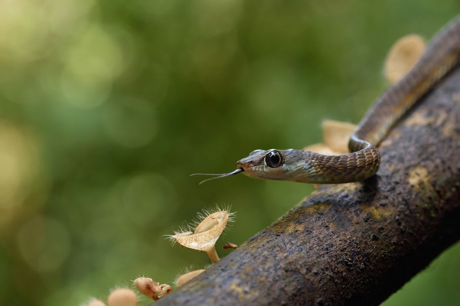 Species: Large-eyed Bronzeback
Location: Agumbe, Karnataka
Bronzebacks are tree snakes that slithe