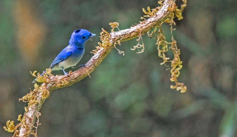 The black-naped monarch or black-naped blue flycatcher is a slim and agile passerine bird belonging 