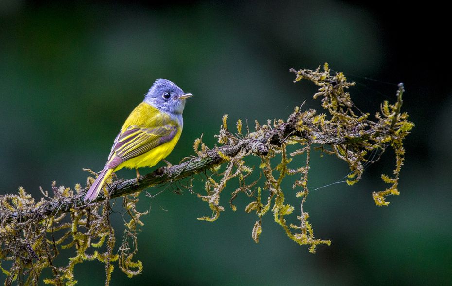 The grey-headed canary-flycatcher is about 12–13 cm long with a squarish grey head, a canary y