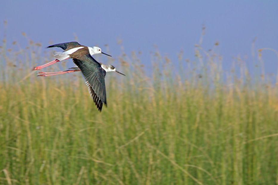 The Lapwing pair were in a playful mood chasing each other while playing around. Shot at the backwat