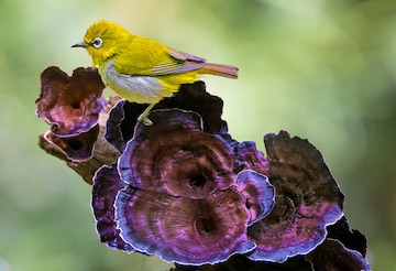 World Photography Day: A symphony of birds