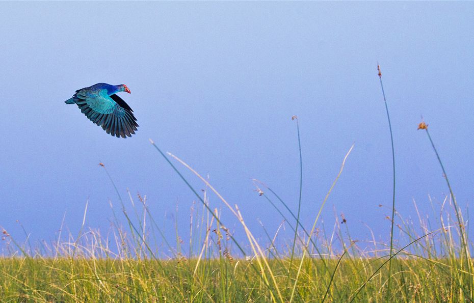 The Purple Swamphen is a large rail. It is mainly dusky black above, with a broad dark blue collar, 