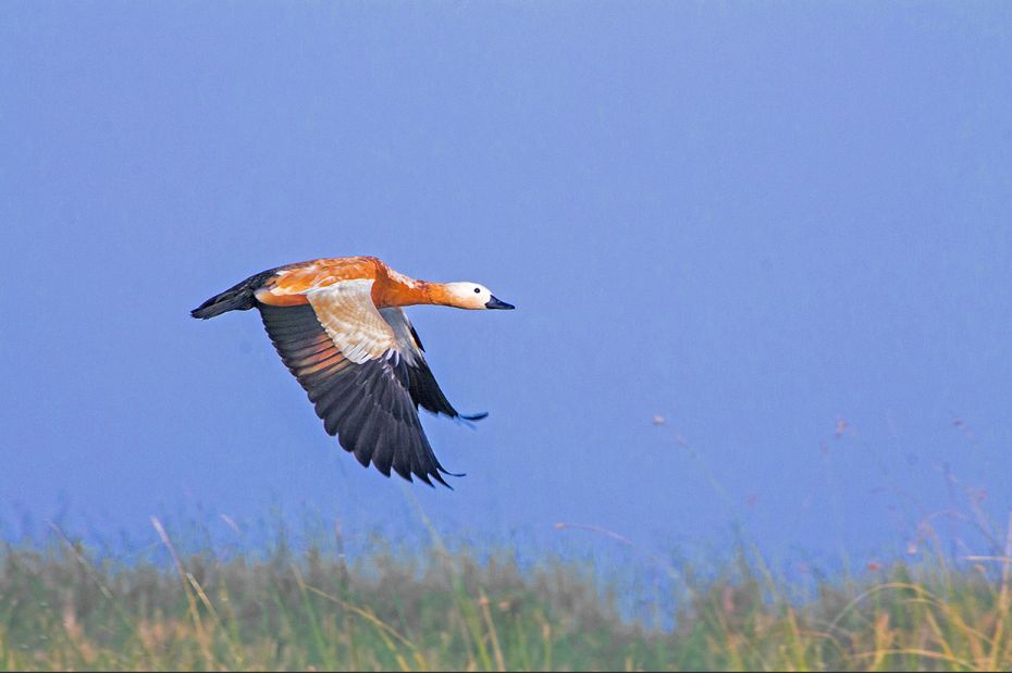 The Rudy Shellduck’s plumage is orange brown and its head is paler. The wings are white with b