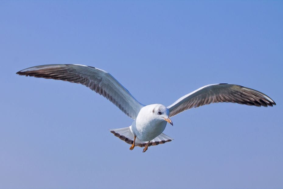 Seagulls in flight mode. The intent was to capture the glory of the flight of these birds and captur