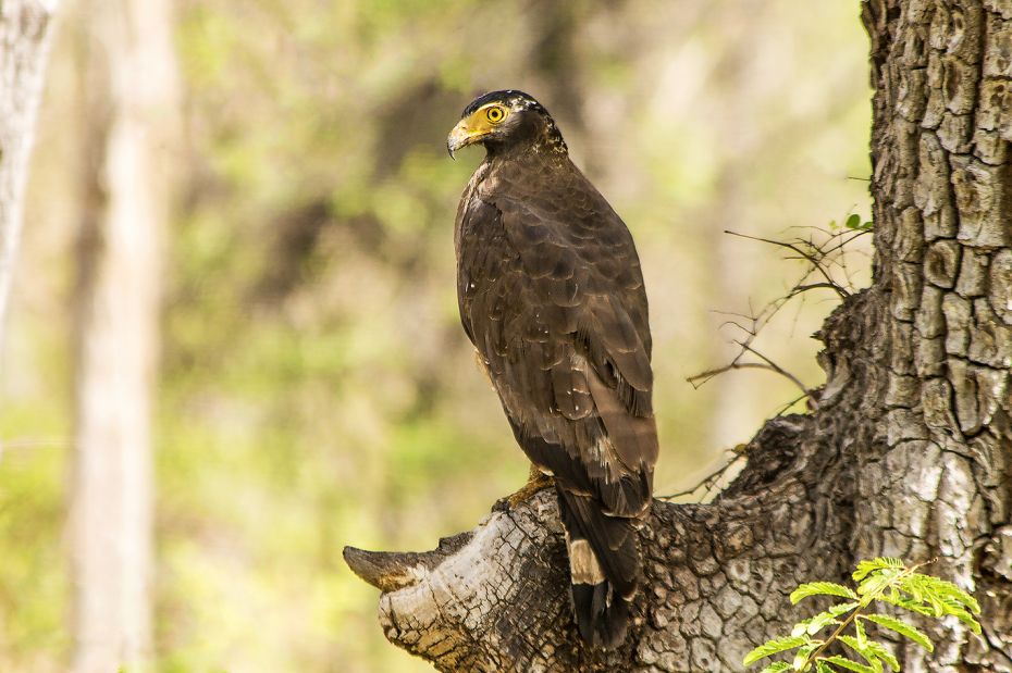 This medium-large dark brown Serpent Eagle is stocky, with rounded wings and a short tail. Its short