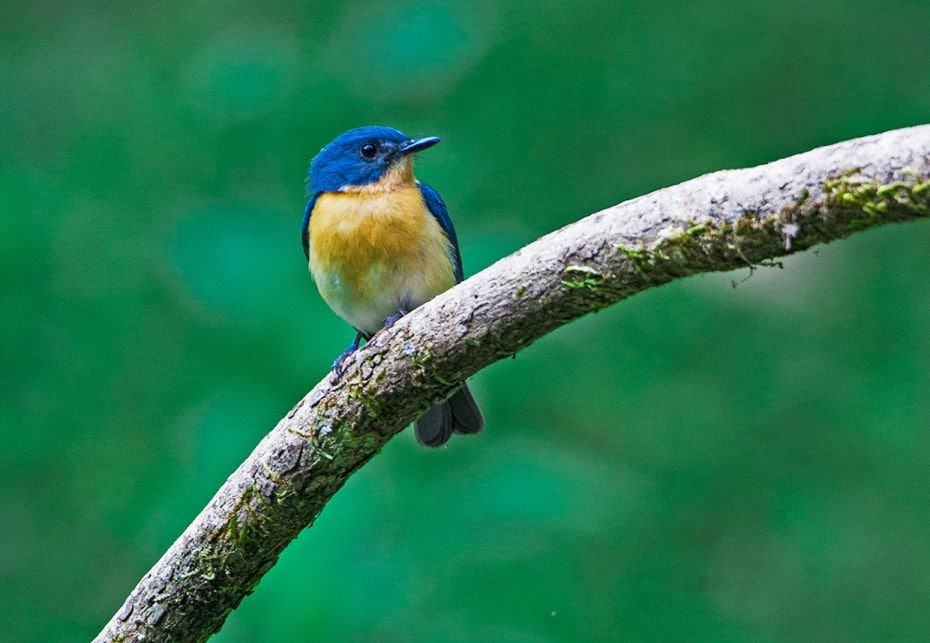 Tickell’s blue fly catcher, a boldly coloured forager is a favourite of birders for its attrac