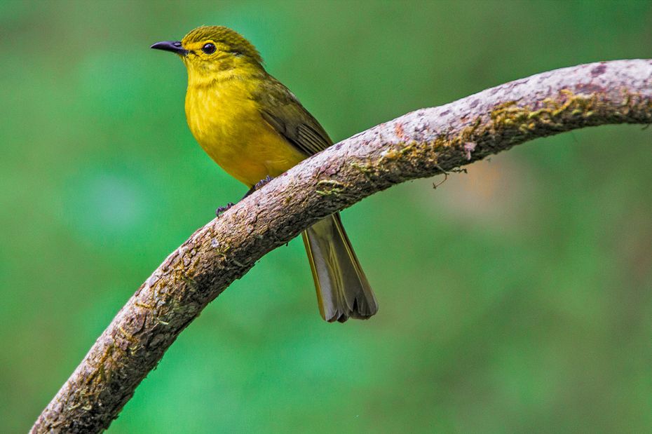 Yellow /Golded Browed Bulbul is a species of song bird from the bulbul family. It is mainly yellow o