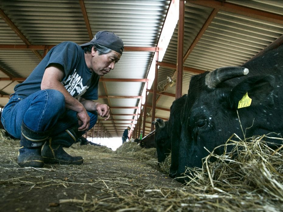 JAPAN, 2014
Farmer Masami Yoshizawa gazes at cows at his cattle farm near the Exclusion Zone of the