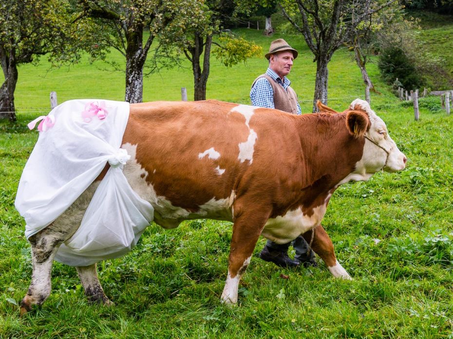 GERMANY, 2014
Bavarian Farmer Johann Huber walks his diaper-wearing cow Doris in a protest in Gmund