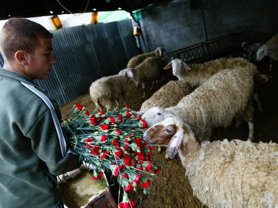 PALESTINE TERRITORY, 2008
A Palestinian farmer feeds sheep with flowers in Rafah, a Palestinian cit