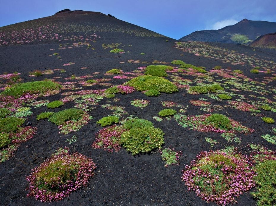 Local vegetation and lava on Etna volcano, Sicily, Italy. March 25, 2014. The mountain’s three