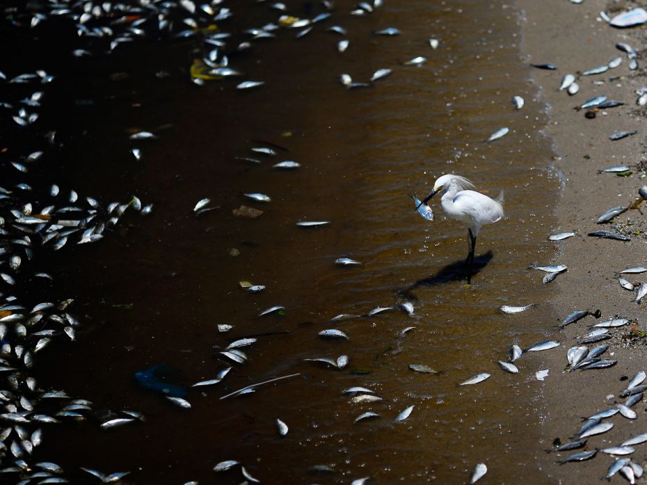 Scores of dead fish surface on the banks of the Guanabara Bay in Rio de Janeiro, BrazilAs the planet