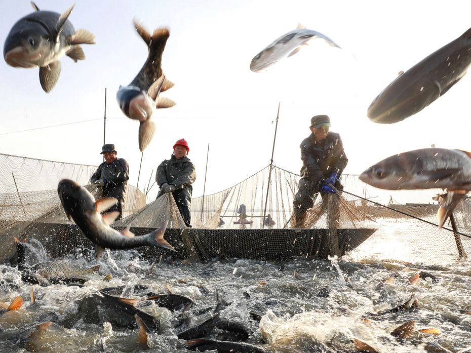 A fish farm in Maoer Lake, Jiangsu Province of ChinaThe percent of seafood supplied by the aquacultu