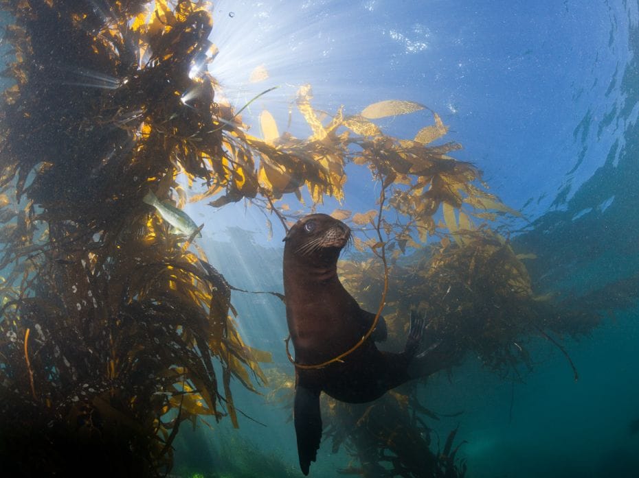 A kelp forest flanks a sea lion in the Pacific Ocean off San Benito Island, MexicoLand plants evolve