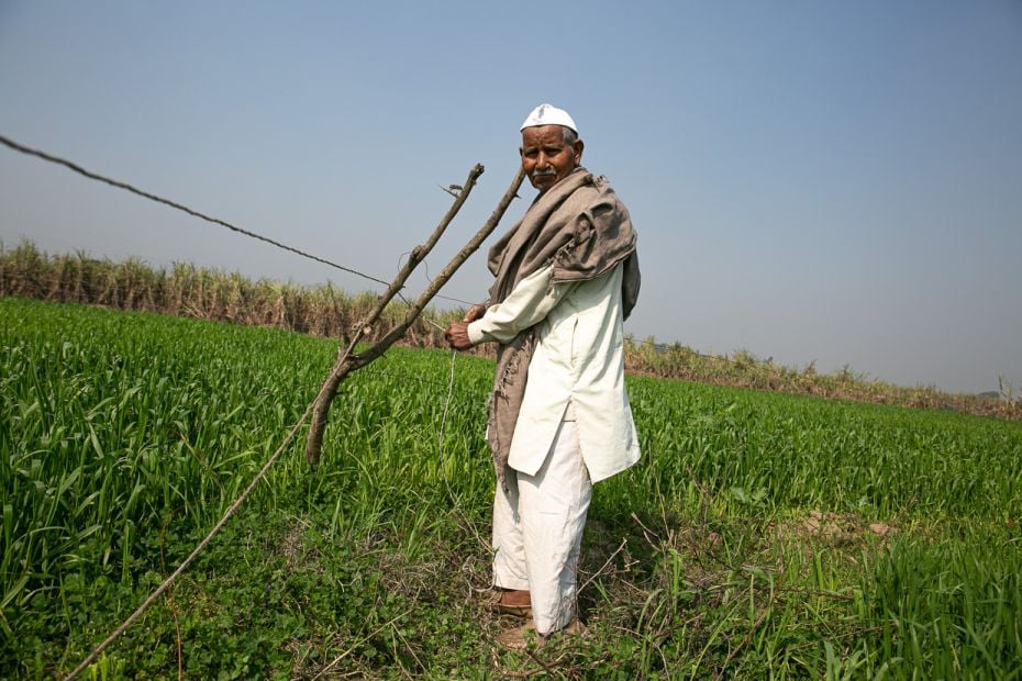 Anand Jatav erects a string-lined fence around his little patch of land to keep out the cattle, a da