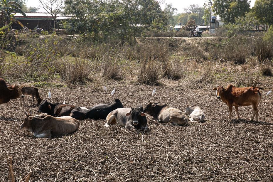 A persistent, pressing problem in village after village is the issue of stray cattle, ambling about 