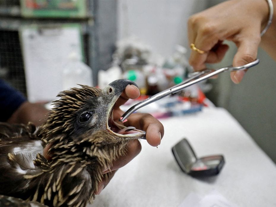 A vet provides medicine to an eagle at Jivdaya Charitable Trust, a non-governmental rehabilitation c