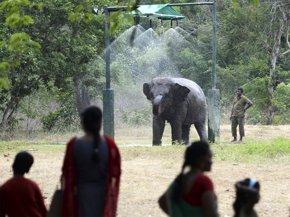 An elephant takes a shower inside its enclosure on a hot summer day at Arignar Anna Zoological Park 