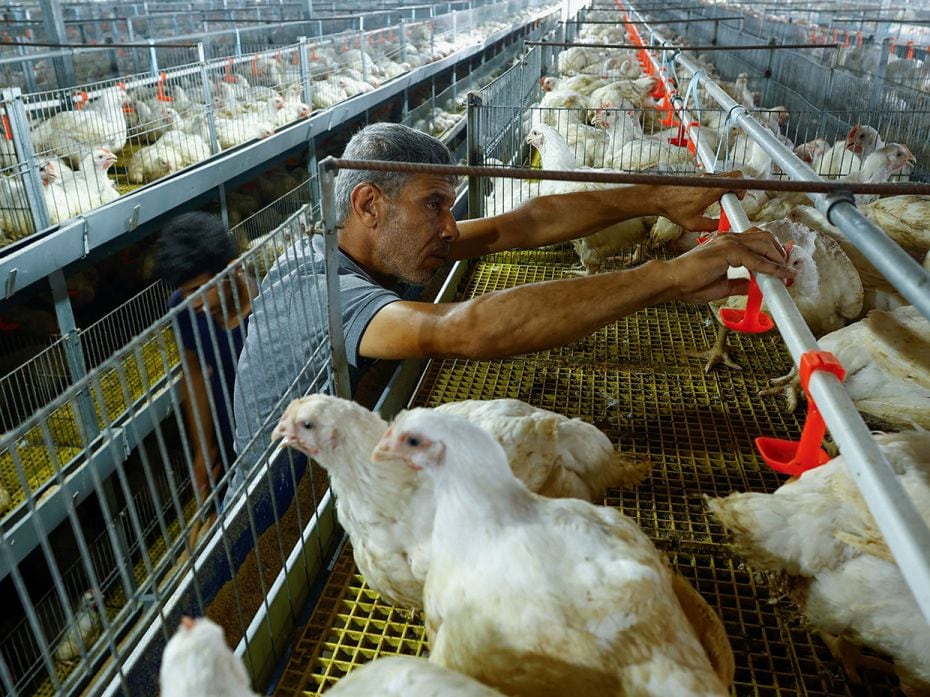 A Palestinian man inspects a water sprinkler that cools off chicken at his farm on a heated day in J