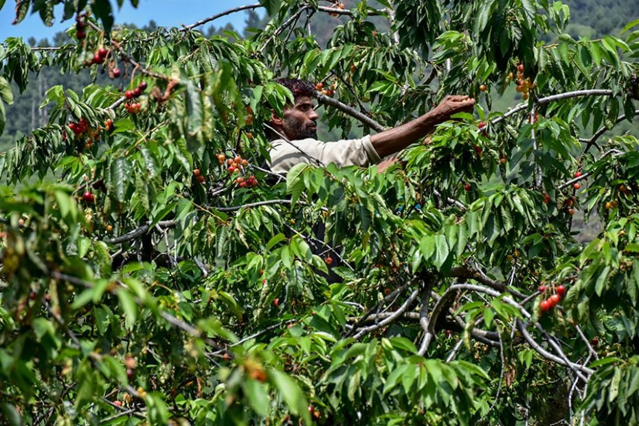 A farmer harvests fresh cherries in a field on the outskirts of Srinagar, Kashmir, on June 26, 2023.