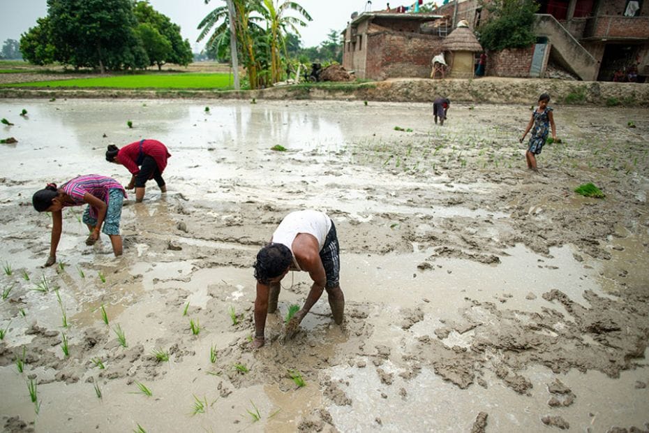 A farming family transplants rice seedlings during the paddy sowing season in a village in Gopalganj