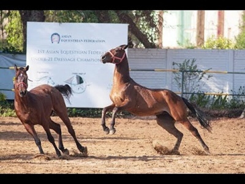 Leadership lessons from horses